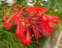 Heirloom Russelia Flower Seeds, Non-GMO Firecracker Blooms for Hummingbird-Friendly Garden Planting for planting in home garden