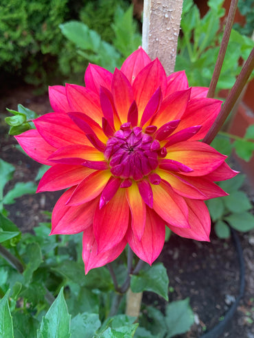 Firepot Dahlia