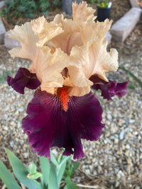 Broad Shoulders Bearded Iris