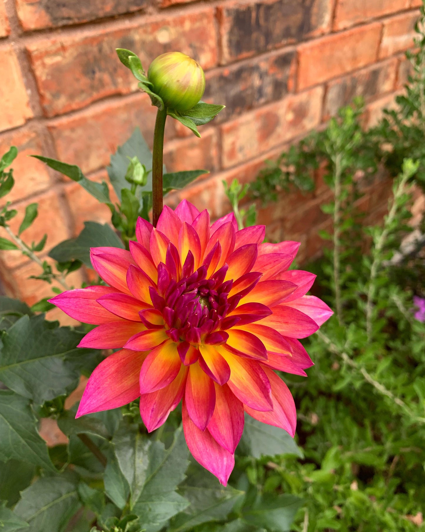 Firepot Dahlia