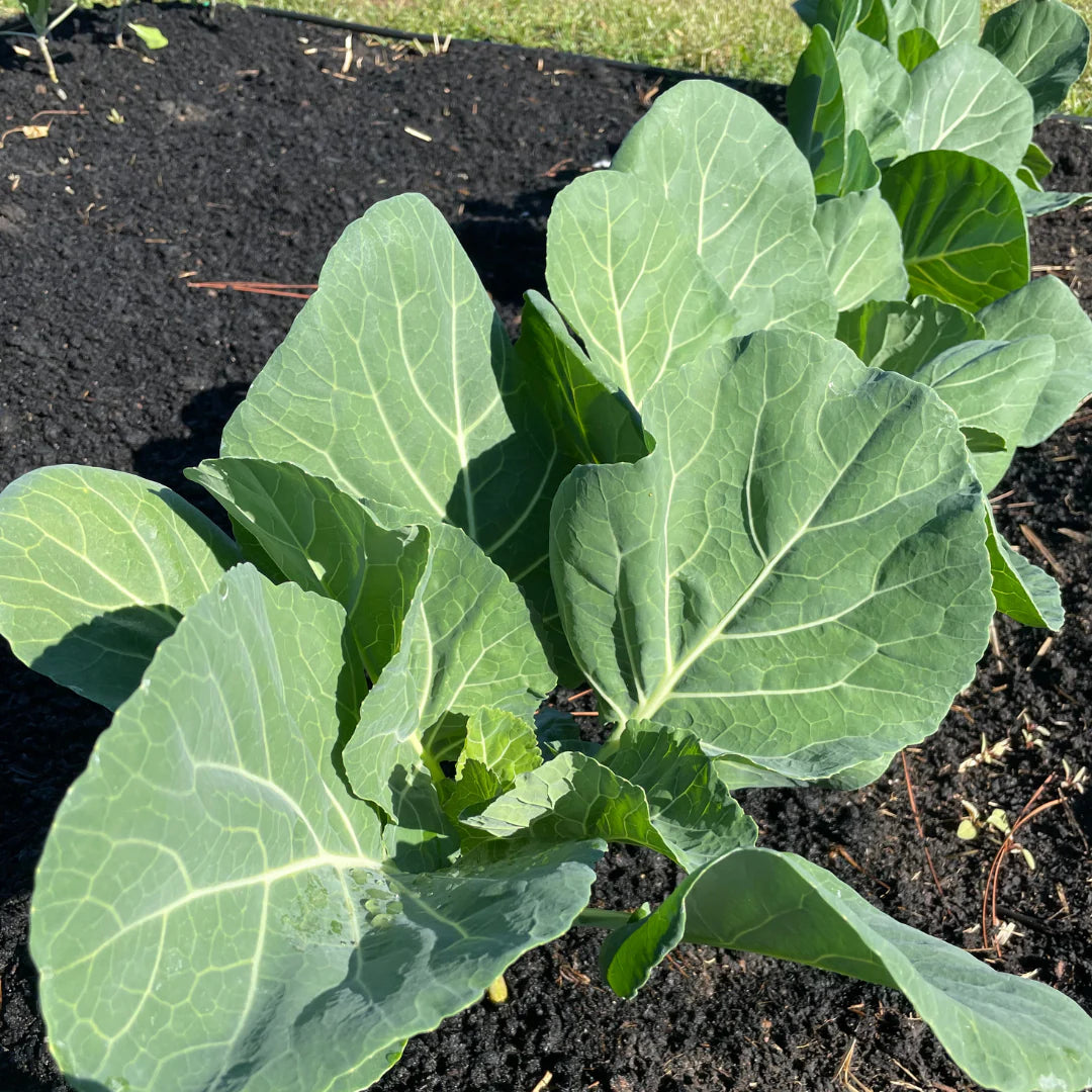 Flash – Collard Seed