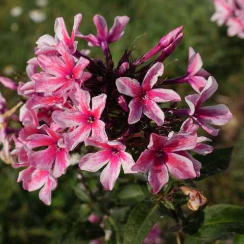 Palmyra Phlox