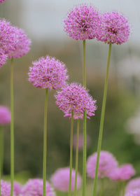 Rosy Dream Allium Seeds