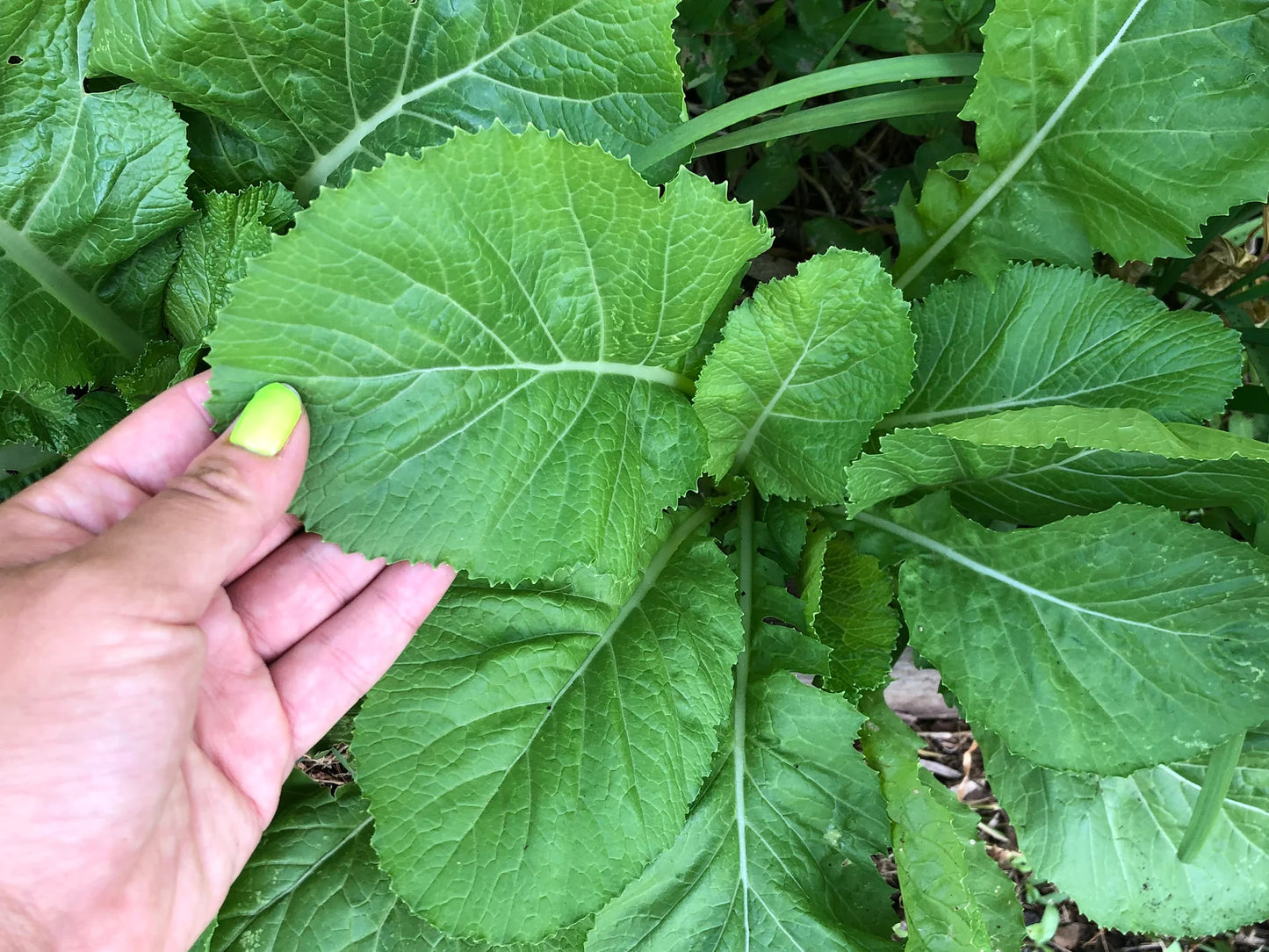 Mustard Florida Broadleaf Vegetable Seeds