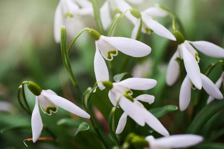 Heirloom Galanthus Flower Seeds, Non-GMO Snowdrop Blooms for Early Spring Garden Planting for planting in home garden