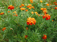 Heirloom Non-GMO Russian Marigold Flower Seeds for Planting – Bright Hardy Blooms for Garden Borders