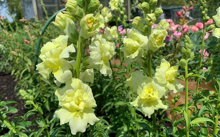Lemon Sherbet Snapdragon Seeds for Planting - Grow Beautiful Snapdragon Flowers at Your Home