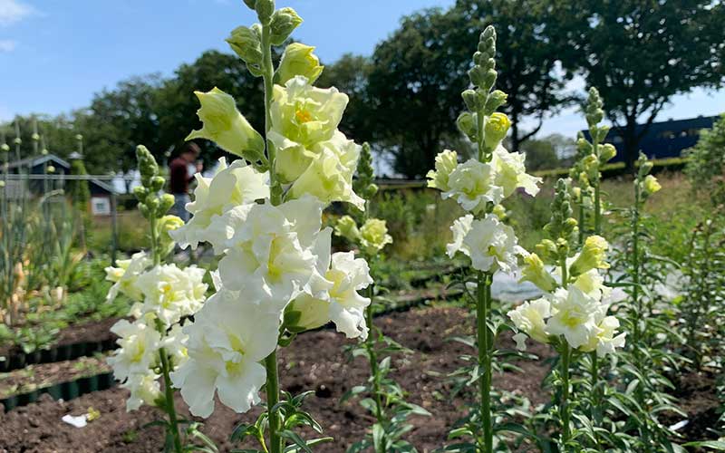 Madame Butterfly Ivory – Snapdragon Seed