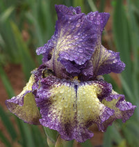 Foolish Dreamer Bearded Iris Seeds