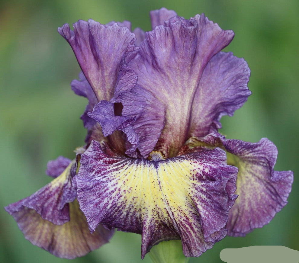 Foolish Dreamer Bearded Iris Seeds