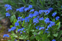 Forget Me Not- Indigo Compacta