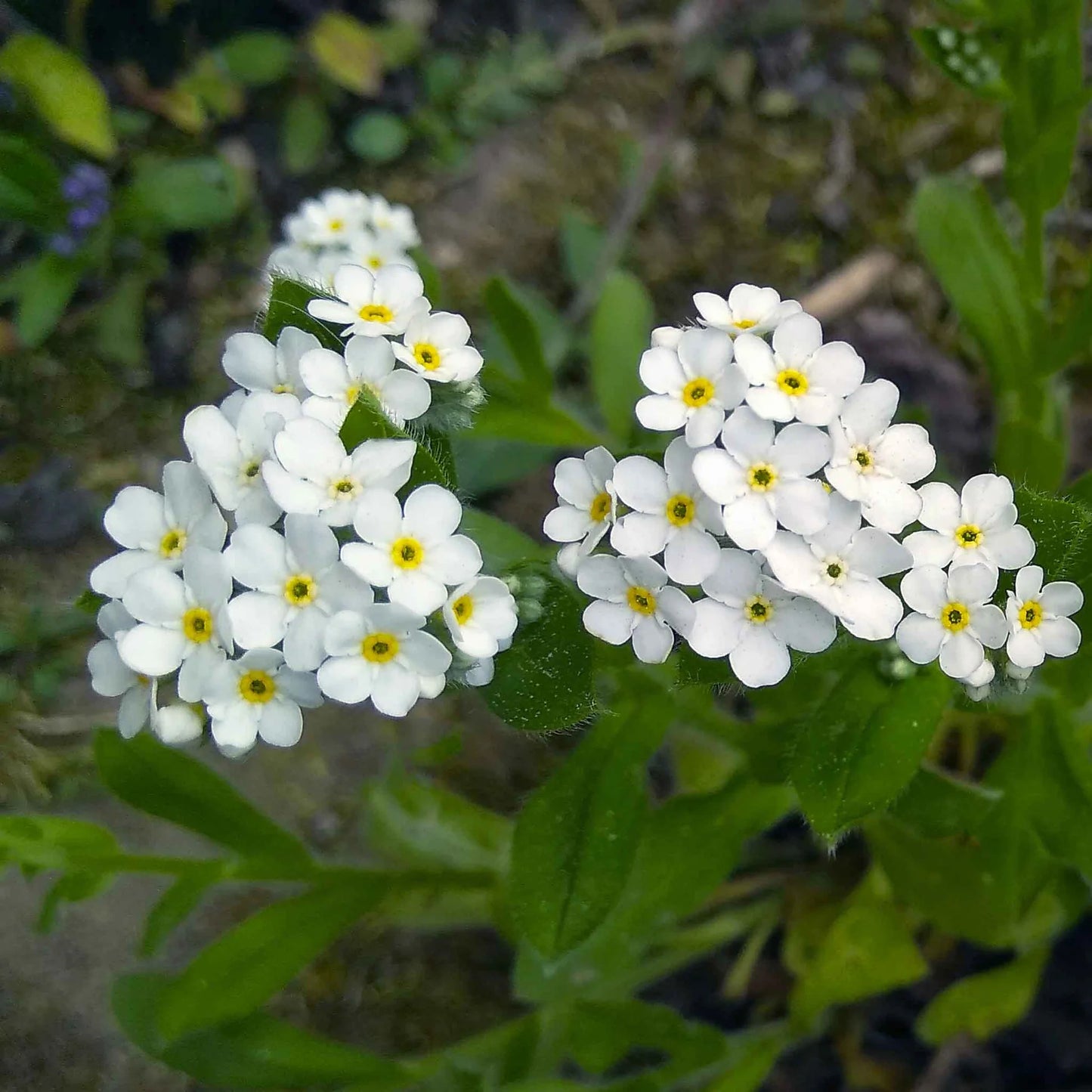 Forget Me Not- White