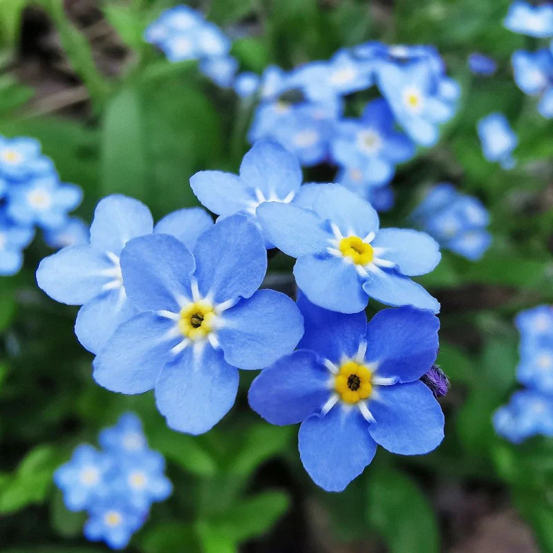 Forget Me Not- Indigo Compacta