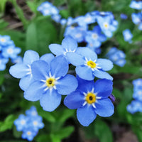 Forget Me Not- Indigo Compacta