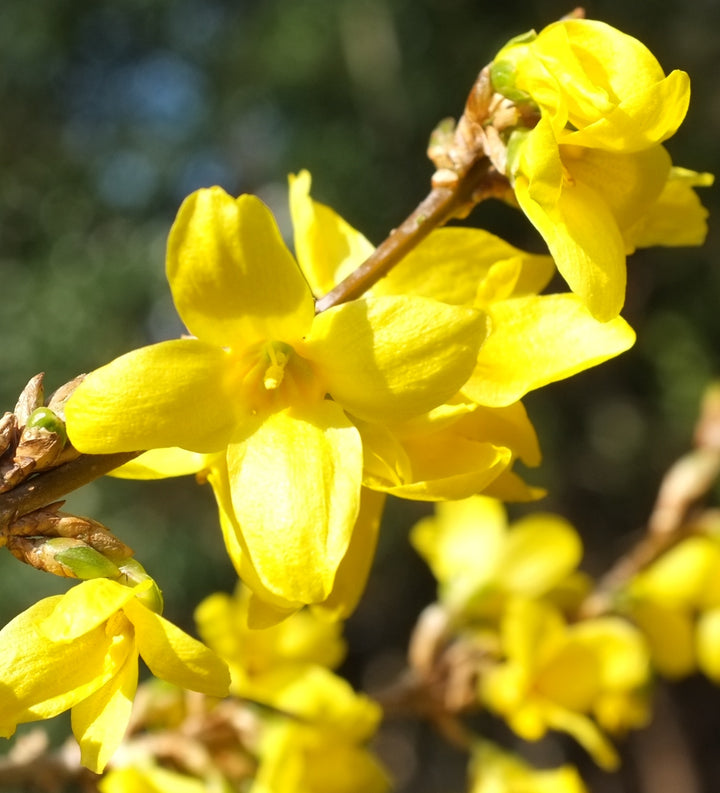 Trifoliate Forsythia Flower Seeds for Planting ,Heirloom Seeds
