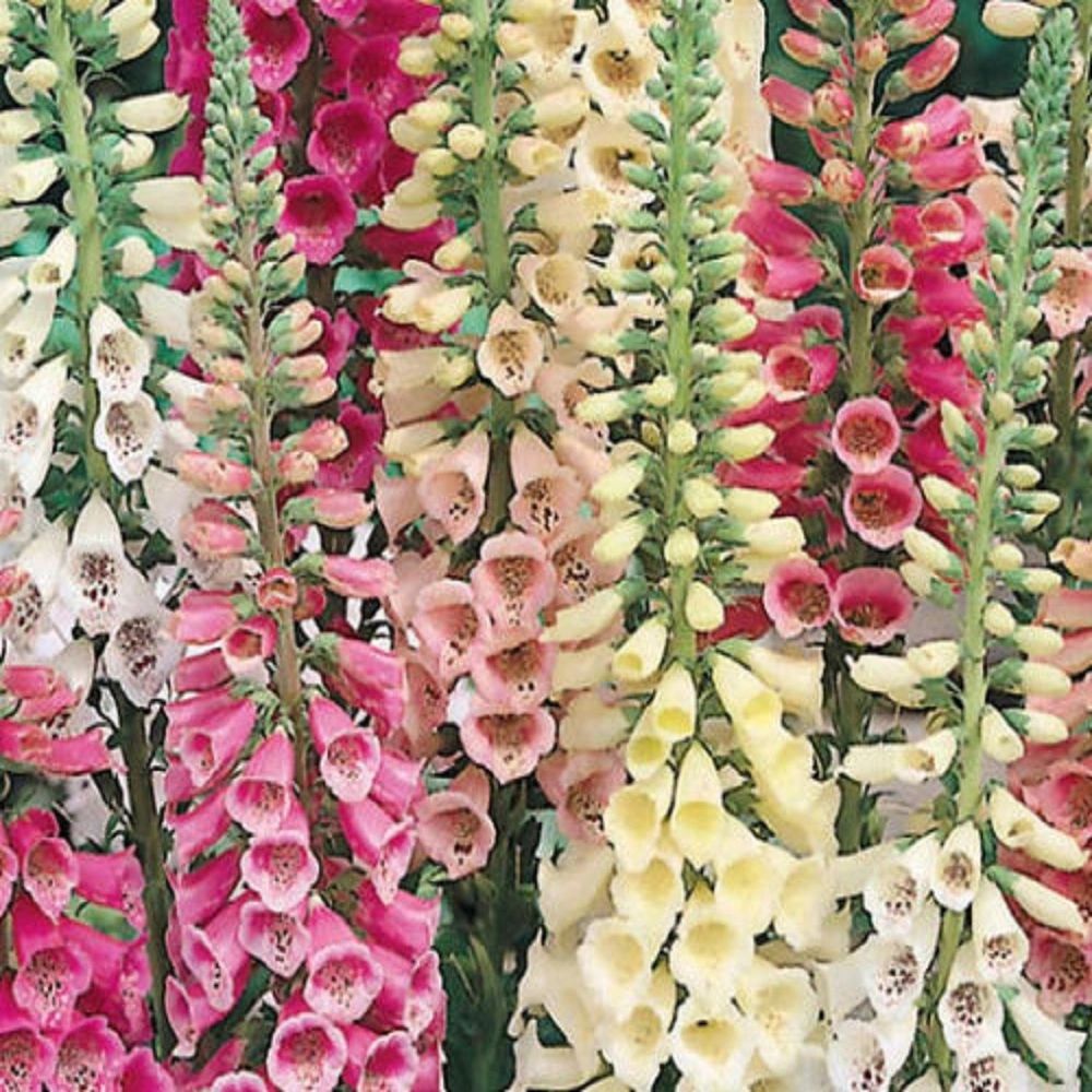 Foxglove- Gloxiniaeflora Mix