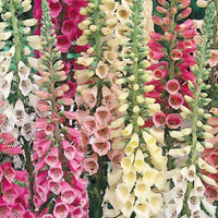 Foxglove- Gloxiniaeflora Mix