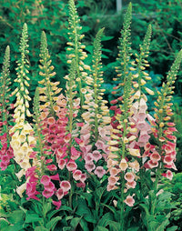 Foxglove- Excelsior mix