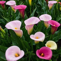 Calla Lily Bulbs