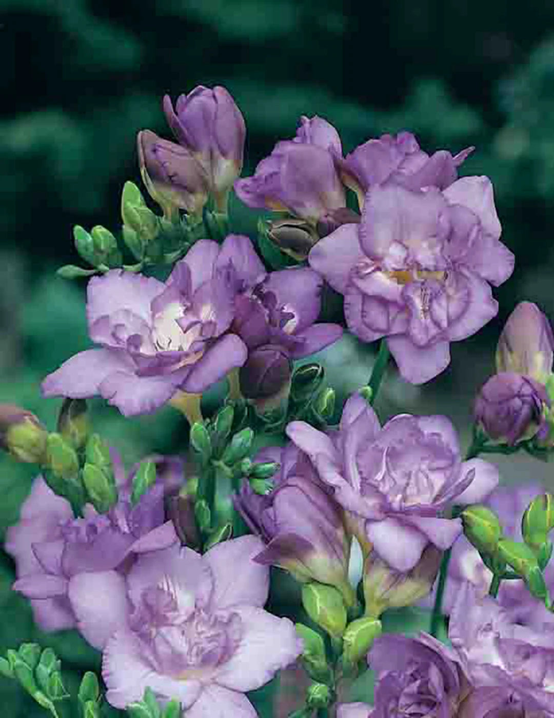 Double Blue Freesia