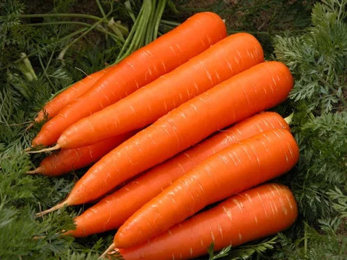 Carrot Nantes Organic Vegetable Seeds