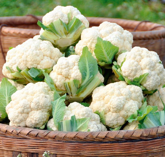 Cauliflower- Snowball