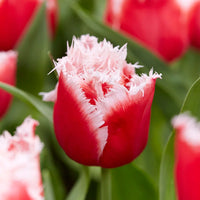 San Pablo Tulip Seeds