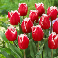 San Pablo Tulip Seeds