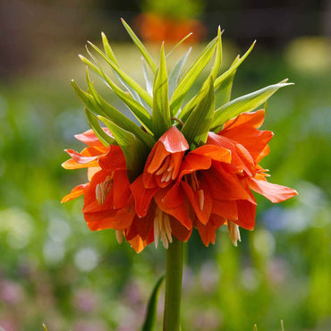 Fritillaria Imperialis Orange Flower Seeds for Planting – Heirloom, Non-GMO, Organic