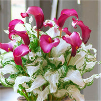 Frozen Queen Calla Lily