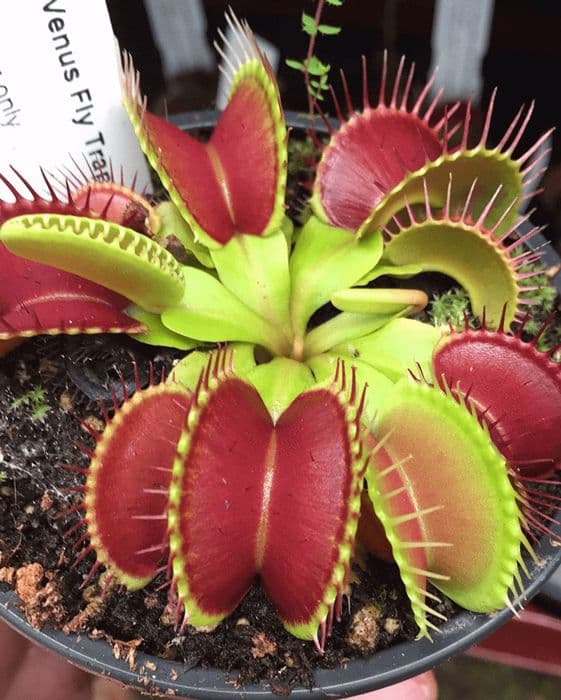 Green with Red Venus Flytrap – Live Carnivorous Plant | Exotic Insect-Eating Houseplant