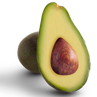 Fuerte avocado Persea americana seeds for creamy fruit garden