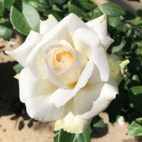 Sugar Moon Hybrid Tea Rose