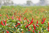 New Arrival Giant Spices Red Hot Pepper Seeds Plants Garden