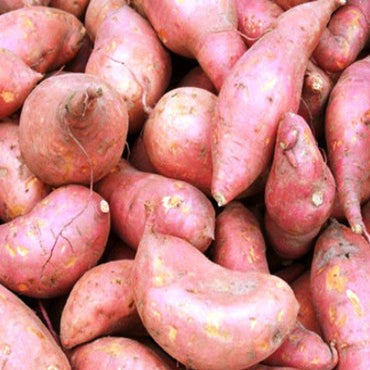 Murasaki – Organic Sweet Potato Seeds