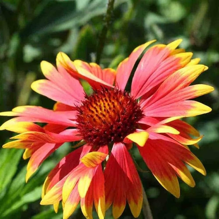 Heirloom Non-GMO Gaillardia Flower Seeds for Planting – Bright Drought-Tolerant Blooms