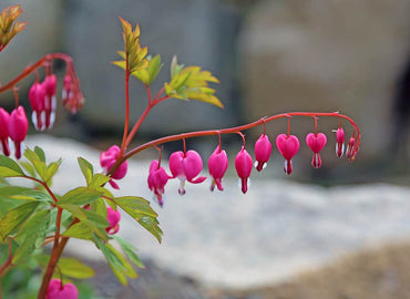 Old-Fashioned Bleeding Heart