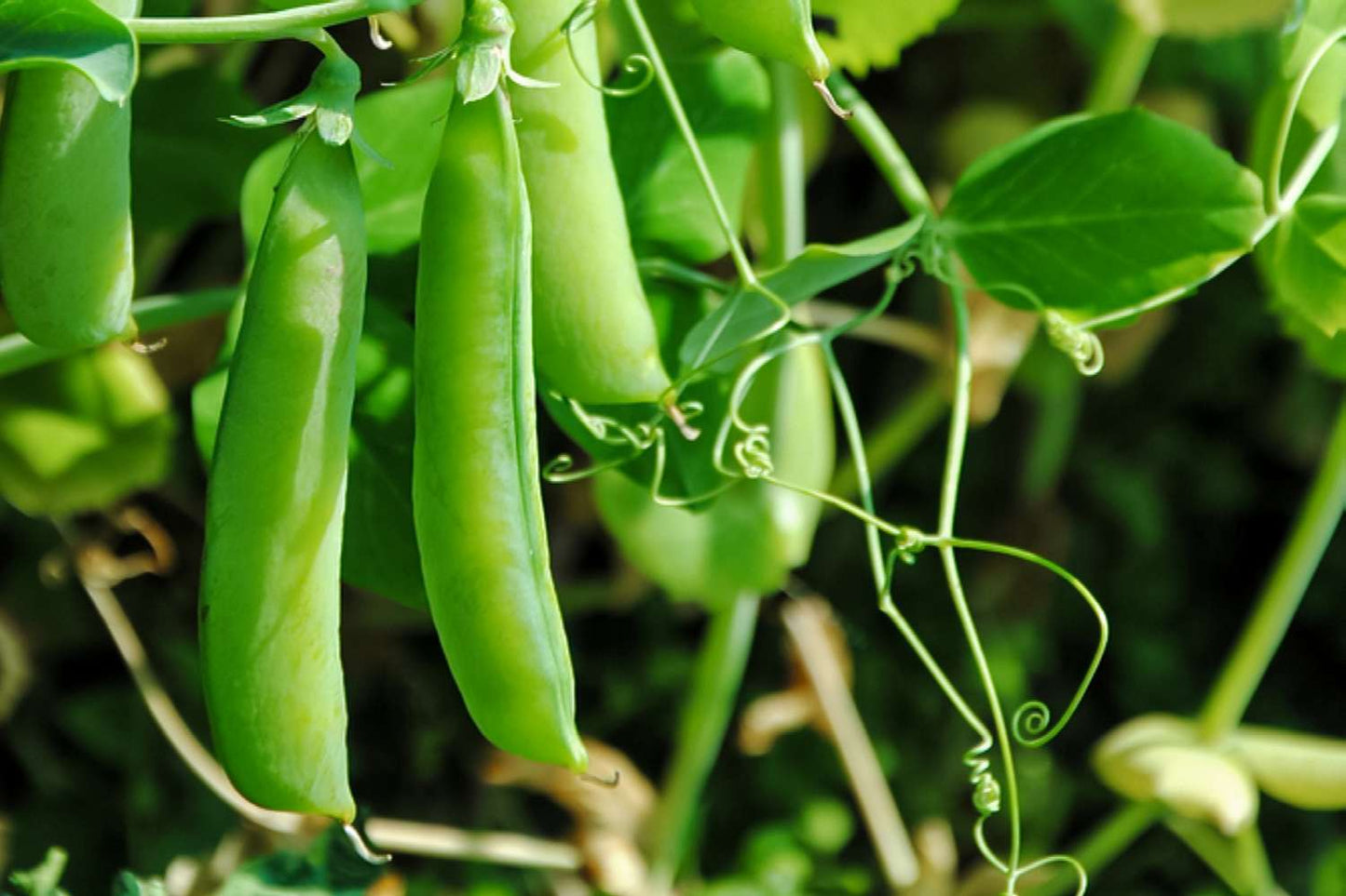 Peas Imported Vegetable Seeds