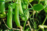 Peas Imported Vegetable Seeds
