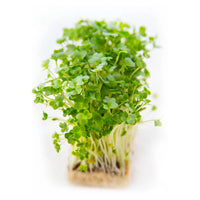 Cress, Cressida – Microgreen Seed