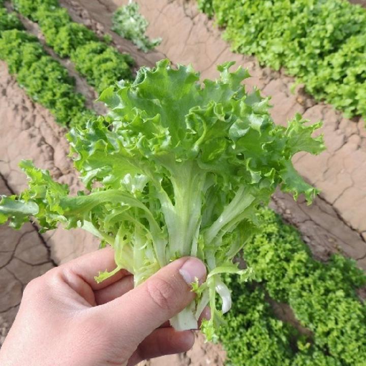 Tango – Lettuce Seed