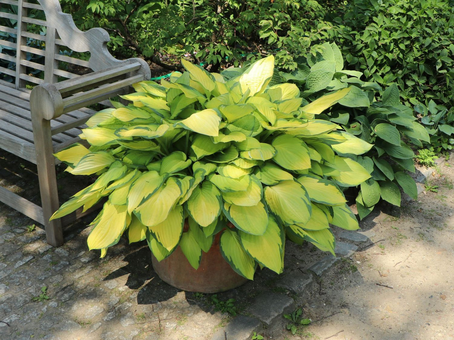 Gold Standard Hosta