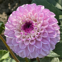 Genova Dahlia