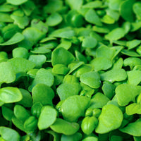 Basil, Genovese – Organic Microgreen Seed