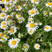German Chamomile