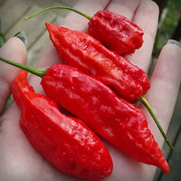 Chilli- Bhut Jolokia Red