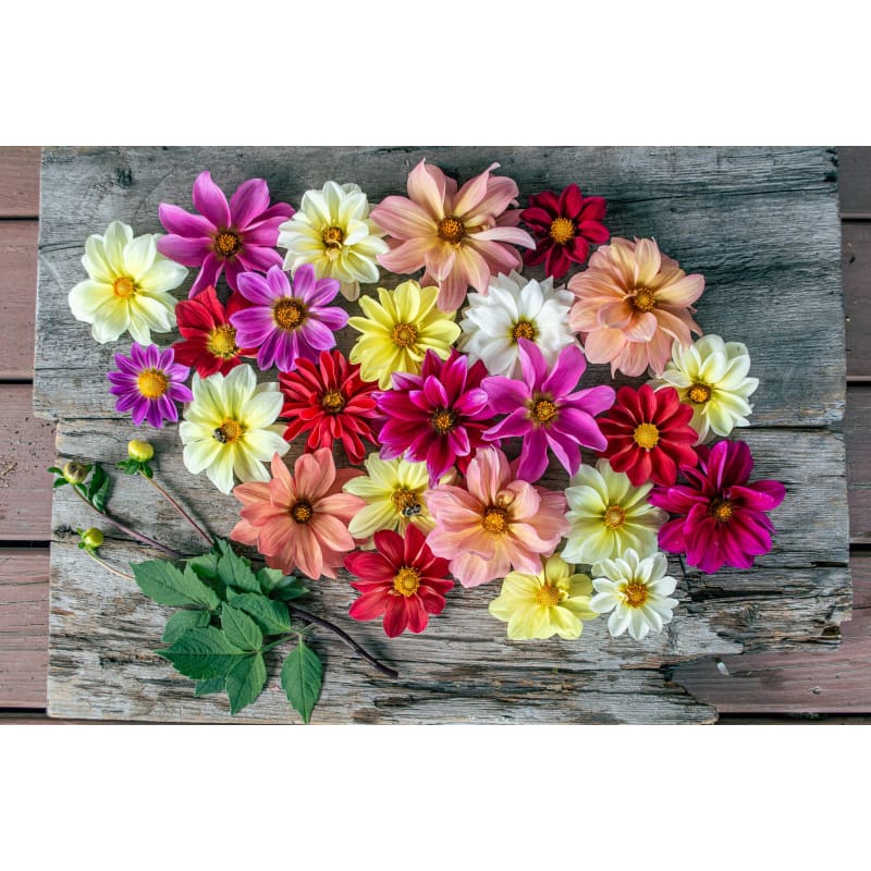 Giant Hybrid Mix – Dahlia Seed