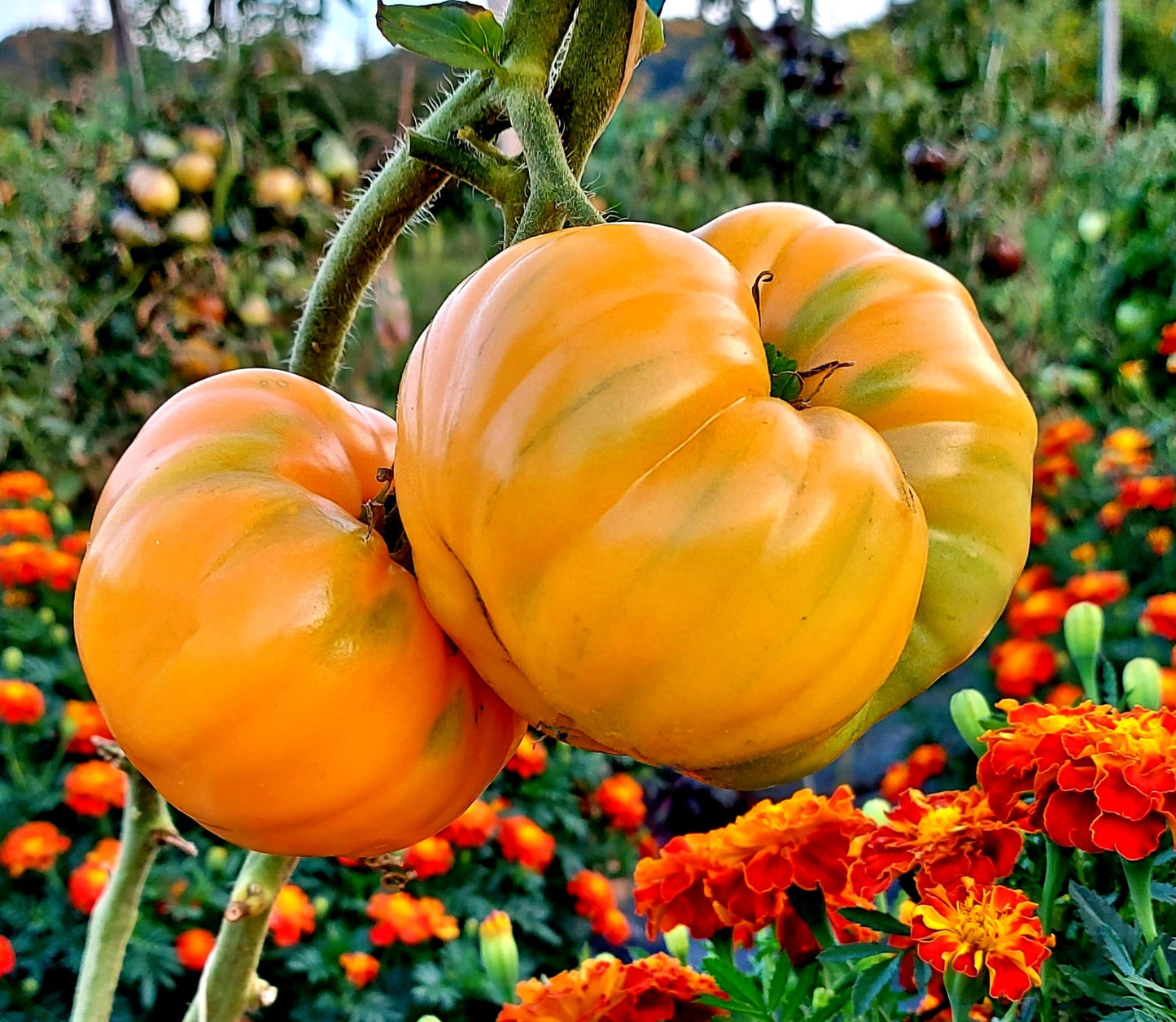 Yellow Giant Belgium Tomato Seeds for Planting – Heirloom & Non-GMO Seeds