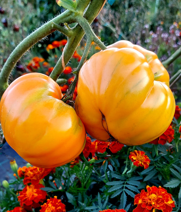 Yellow Giant Belgium Tomato Seeds for Planting – Heirloom & Non-GMO Seeds