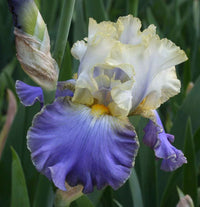 Gilt Edged Bond Bearded Iris Seeds